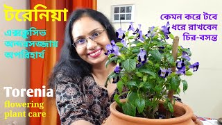 How to care Torenia flowering plant বাড়িতে টরেনিয়া ফুলগাছের পরিচর্যা কীভাবে করবেন। [upl. by Ania]