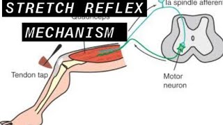 stretch reflex mechanismEasy Explanation within 5 minutes [upl. by Mauldon]