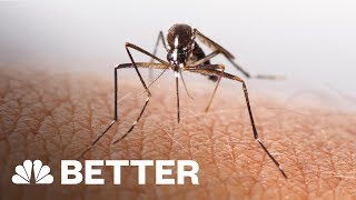 A Better Way To Treat An Insect Bite  Better  NBC News [upl. by Yekcor957]