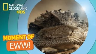 Horned Lizard Squirts a Bobcat  The Secret Life of Animals [upl. by Thessa]