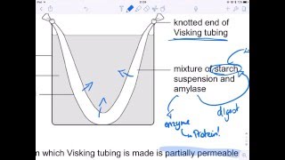 Exam Technique New ASA Level  Q4 Absorption  Biochemical Tests  Secure Specimen Paper [upl. by Yanej]