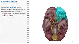 Olfactory nerve [upl. by Booker]