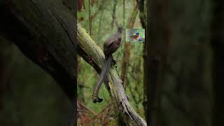 Lyrebird  Lyrebird Voice  youtubeshorts shorts viralvideo [upl. by Norrahs]