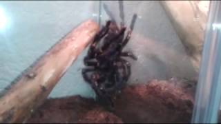 Poecilotheria metallica female and male 20140105 [upl. by Elata160]