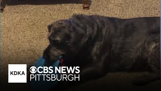 Stray found in Georgia was reportedly not Lucky dog stolen in Pennsylvania [upl. by Ferna91]