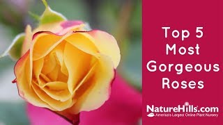 Top 5 Most Gorgeous Roses  NatureHillscom [upl. by Dewie400]