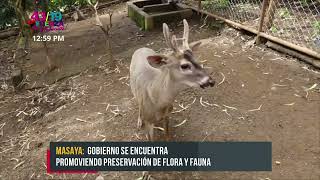 Zoocriadero ALSOFI en Catarina Masaya preserva la flora y fauna exótica  Nicaragua [upl. by Nalahs]