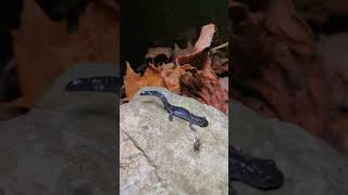 BlueSpotted Salamander Ambystoma laterale Predator Defense [upl. by Itin]