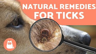 Preventing and Removing TICKS in DOGS 🕷️ 4 NATURAL REMEDIES [upl. by Teresa]