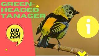 Greenheaded Tanager facts 🦜 brightlycolored bird found Atlantic forest Brazil ParaguayArgentina [upl. by Ryun]