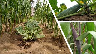 🎥 APRENDE Método de SIEMBRA Ancestral Las TRES HERMANAS🌽 Cocina Siembra de MAIZ FRIJOL CALABAZA [upl. by Naitsirk]