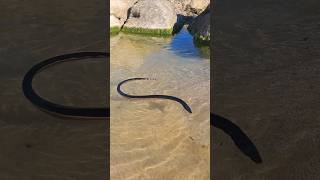 Deadly Yellowbellied sea snake [upl. by Evangelist]