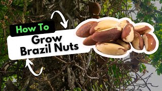 How To Grow Brazil Nuts [upl. by Alicul]