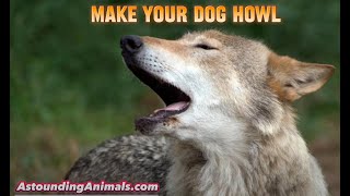 🐺 1Minute Wolf Howl amp Dog Reaction Test 🐶 GUARANTEED TO MAKE YOUR DOG HOWL Howling Wolves amp Dogs [upl. by Innep794]