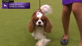 Cavalier King Charles Spaniels  Breed Judging 2024 [upl. by Salena]