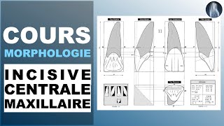 Morphologie  Incisive centrale maxillaire  Prothèse dentaire  Cours  © [upl. by Arvid]