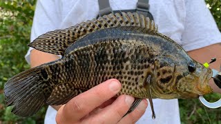 How to catch Jaguar Guapote and Mayan cichlids in the Florida Everglades [upl. by Acinnor]