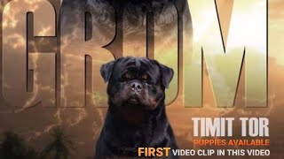 Showline Champion Line Rottweiler Puppies The Best Rottweiler Pups KCI Registered Import Line Rott [upl. by Deyas860]