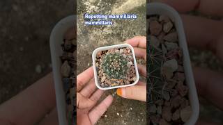 mammillaria mammillaris [upl. by Genna]