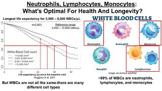 Neutrophils Lymphocytes Monocytes What’s Optimal For Health And Longevity [upl. by Sonia]