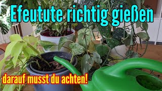 Efeutute richtig gießen  So oft und viel braucht die Efeutute Wasser Epipremnum aureum [upl. by Nossaj]