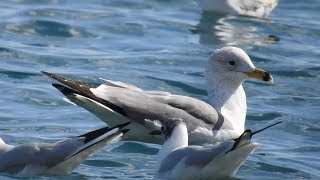 Armenian Gull Larus armenicus 4cy in flight [upl. by Akiraa]