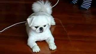 white pekingese dog playing table tennis [upl. by Nylaroc448]