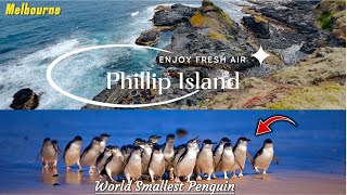 Phillip Island  Penguin Parade  Melbourne Victoria Australia  4K Video 2024 [upl. by Jehanna]