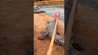 Wild Crocodile Enters Village You Won’t Believe What Happens Nextquot crocodile buaya reptil [upl. by Zola832]