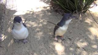 DISCOVER AUSTRALIA  Sydney Wildlife  Der Pinguine Liebes Schrei  Der HON PrivateJet [upl. by Atla597]