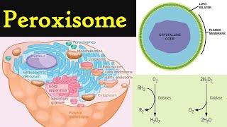 Peroxisome  structure and functions of Peroxisome  Cell organelles peroxisomes [upl. by Archibold183]