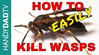 How to Kill Wasps the Easy Way [upl. by Einaffit]