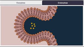 Endocytose exocytose [upl. by Aken463]