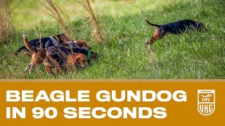 UKC Beagle Gundog Nationals in Under 90 Seconds [upl. by Anifesoj]