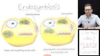 What is Endosymbiosis [upl. by Irtimed324]