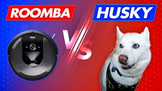 Best Roomba for Siberian Husky Owners RESULTS ARE INSANE [upl. by Hobie]