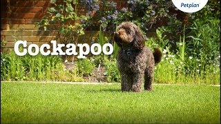 Cockapoo Puppies and Dogs Temperament Lifespan amp more  Petplan [upl. by Moguel]