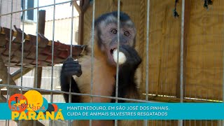 Mantenedouro em São José dos Pinhais cuida de animais silvestres resgatados [upl. by Eiramaliehs89]