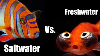 10 Reasons Why Saltwater is Better than Freshwater Aquariums [upl. by Anis]