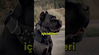 Dünyanın En iyi İkilisi  Cane Corso ve Dogo Argentino [upl. by Ahsiekat]