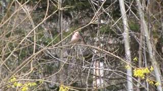 leucisitc melanistic purple finch 2010mpg [upl. by Eetak]