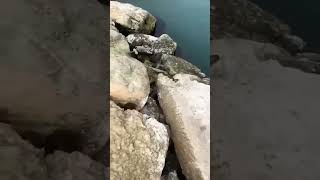 snake land travel in land of snake 🐍🐍 nature new video [upl. by Hewet]