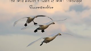 The Bewicks Swans of WWT Slimbridge 2016 [upl. by Pietje743]