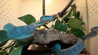 Blue Insular Pit Vipers [upl. by Heins]