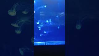 Meduzy w Oceanarium videos shorts [upl. by Stieglitz]