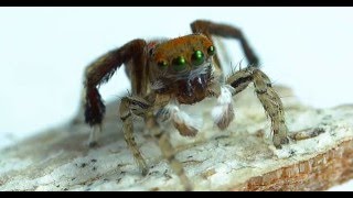 Jumping Spiders in SLOW MOTION [upl. by Hafirahs319]