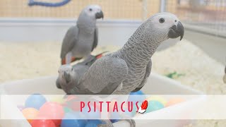 Psittacus Iberzoo 2013 [upl. by Nilrah]