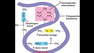 Bonds in Protein Structure  Biomolecules  Biochemistry biologyexams4u [upl. by Dorran821]