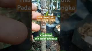 Semua butuh kesabaran dan prosesnangka cempedak grafting [upl. by Pinter]