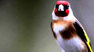 My Goldfinch sings a tutor song تغريد حسون جميل [upl. by Aicella]